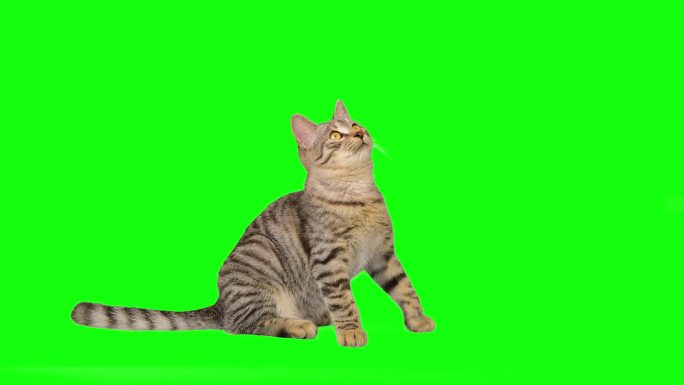 绿色屏幕上可爱的小斑猫