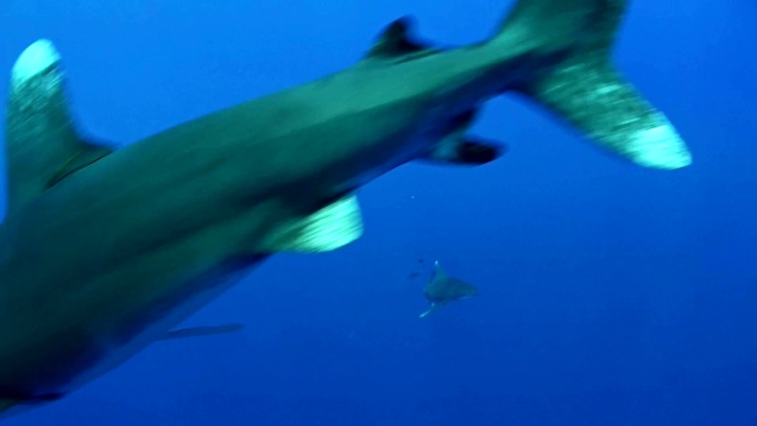 和鲸鲨一起潜水深海海水危险