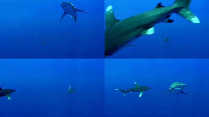 和鲸鲨一起潜水深海海水危险