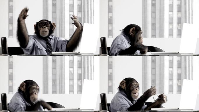 使用笔记本电脑的猴子