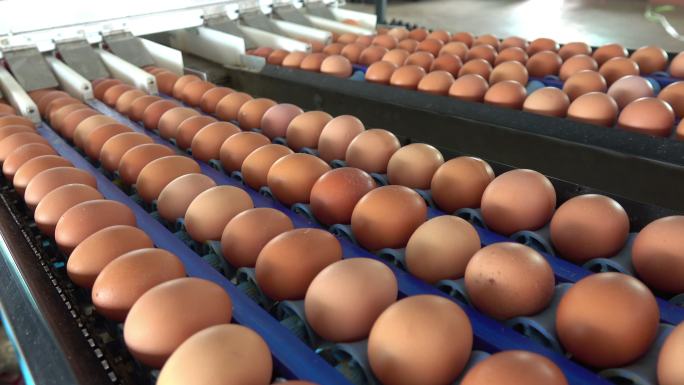 农场的新鲜鸡蛋家禽生态养殖农业鸡蛋农场农