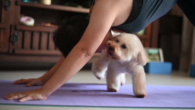 一位女性在家客厅练习瑜伽，她的狗打扰她