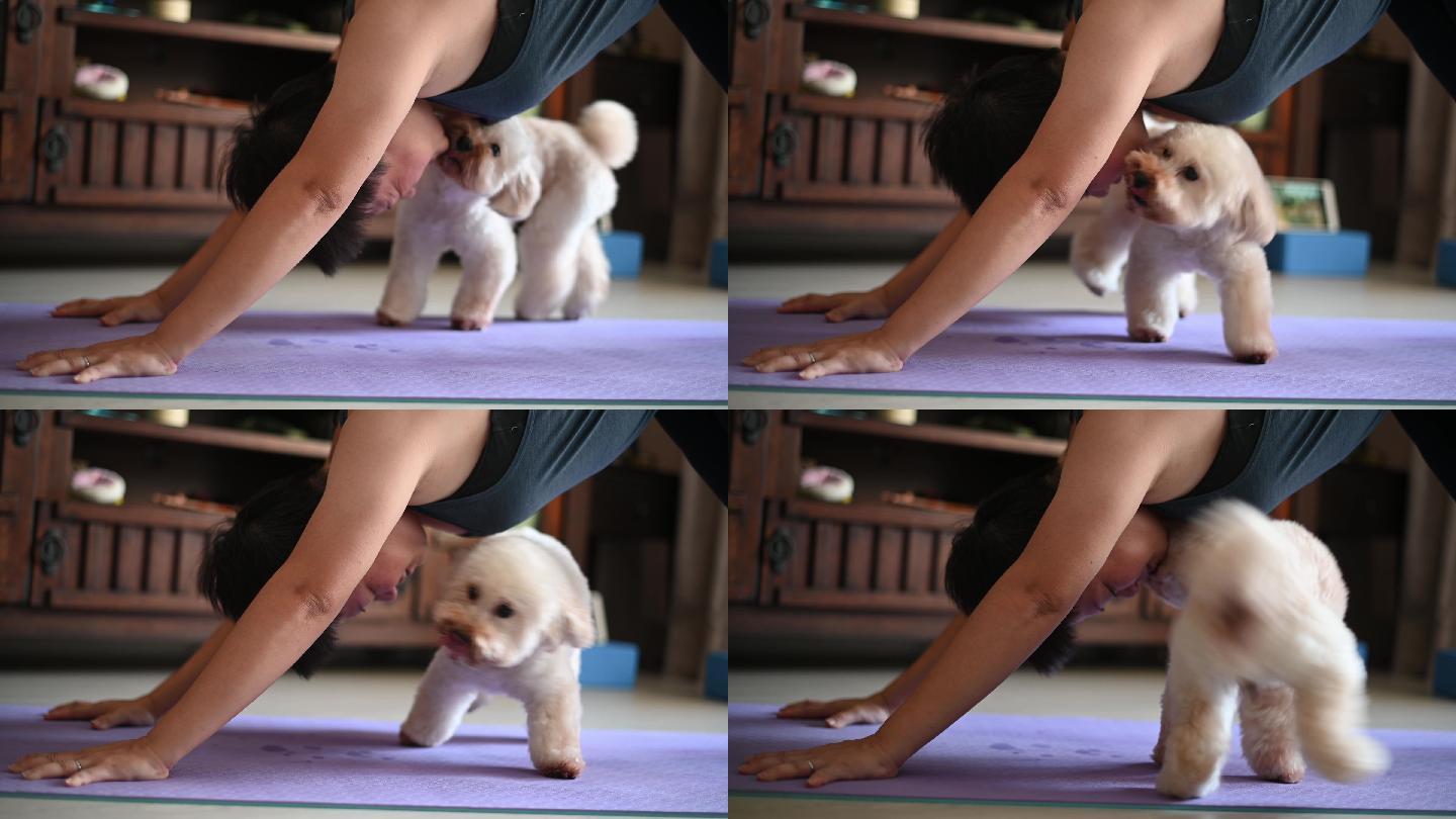 一位女性在家客厅练习瑜伽，她的狗打扰她