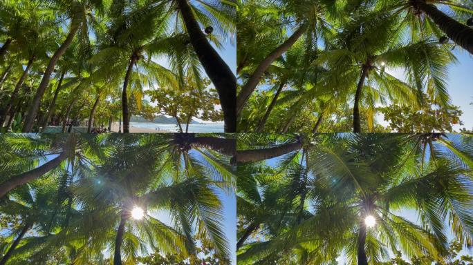 海边椰子树透出阳光