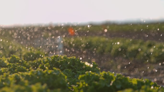 灌溉生长在田地里的莴苣