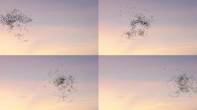一群鸟在天空中飞翔动画