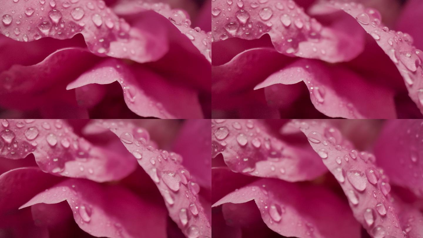 玫瑰花瓣的水滴