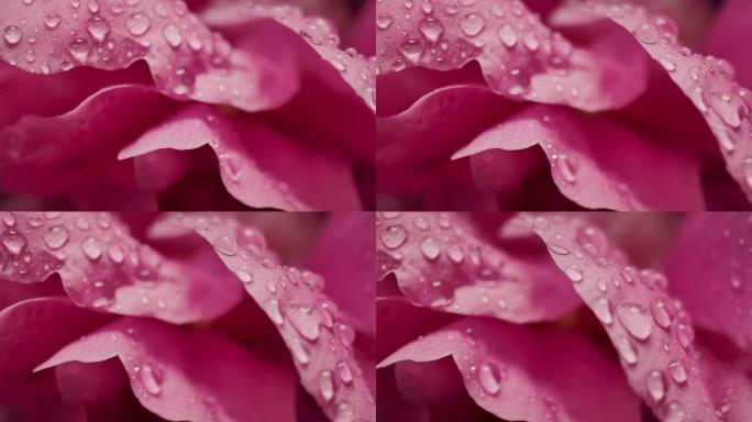 玫瑰花瓣的水滴