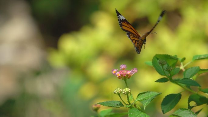 帝王蝴蝶在粉红色的小花上慢动作飞行