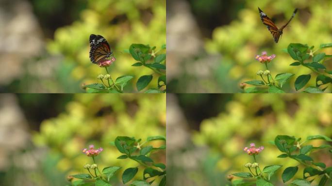 帝王蝴蝶在粉红色的小花上慢动作飞行