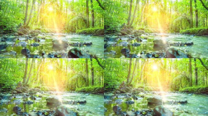 平静的河流流过一片寂静的乡村绿色热带森林