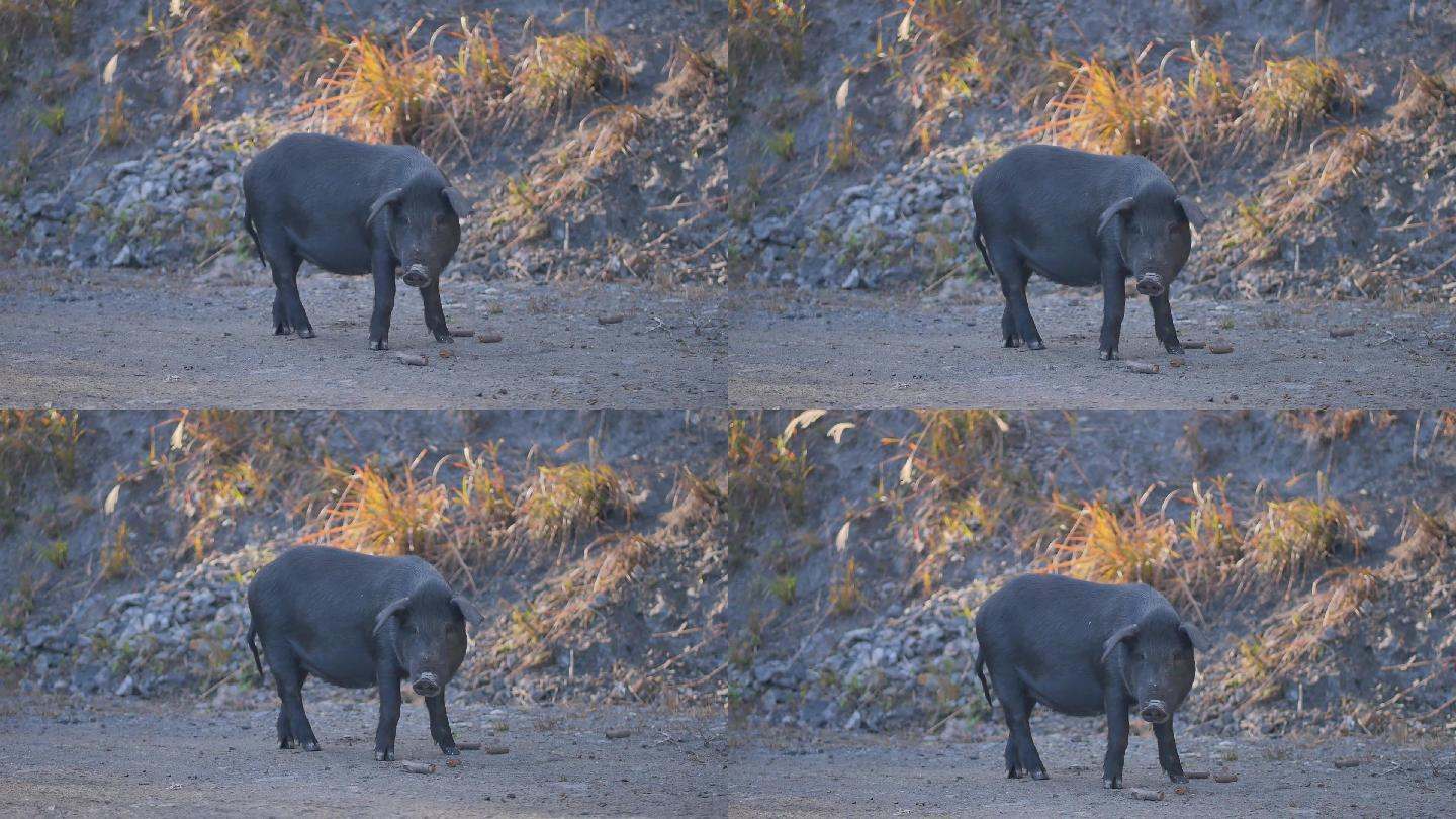 实拍黑猪散养养殖视频素材