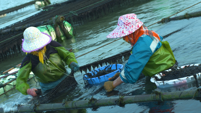 【有版权】4K海水紫菜采摘收割