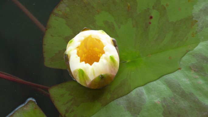 荷花在池塘里盛开水生生物睡莲