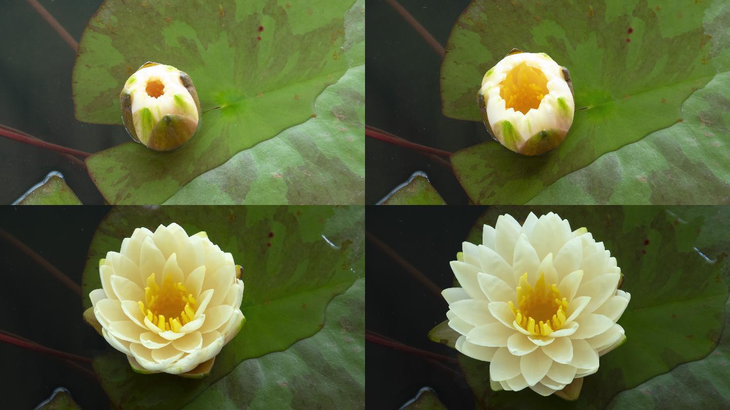 荷花在池塘里盛开水生生物睡莲