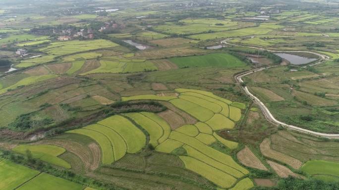 平原乡村稻田东北大米水稻航拍粮食种植基地