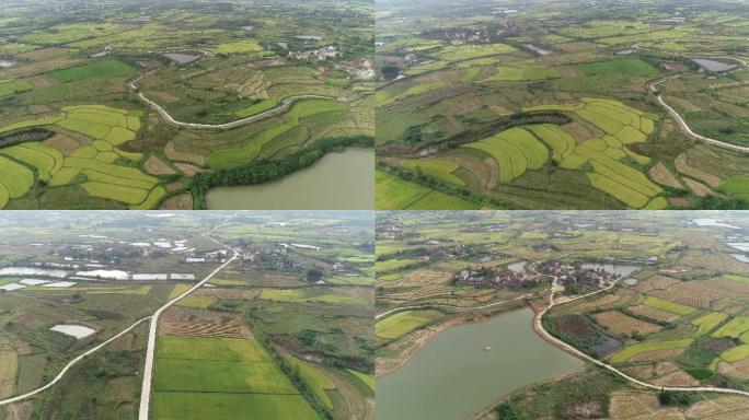 平原乡村稻田东北大米水稻航拍粮食种植基地