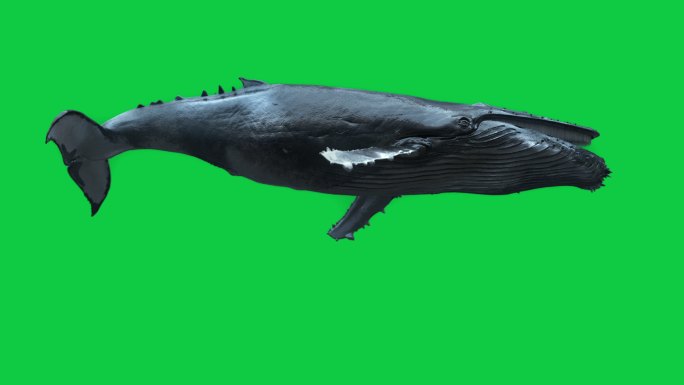 孤立的座头鲸在深海游泳