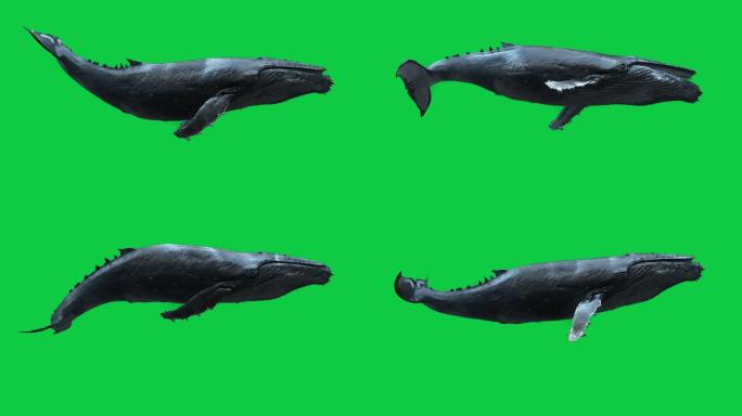 孤立的座头鲸在深海游泳