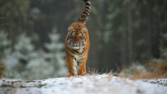 一只巨大的西伯利亚虎正对着摄像机奔跑