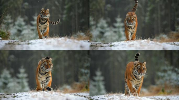 一只巨大的西伯利亚虎正对着摄像机奔跑