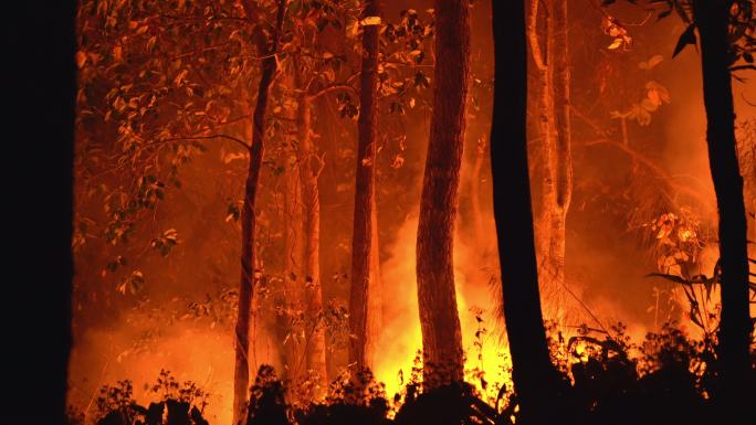 夜间火烧森林森林火
