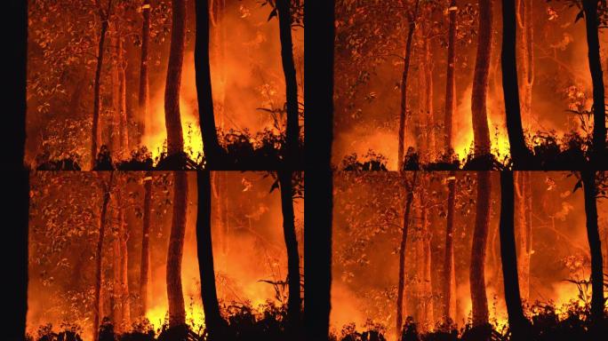 夜间火烧森林森林火
