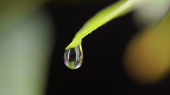 水滴溪流，绿色植物，自然生态-滴水