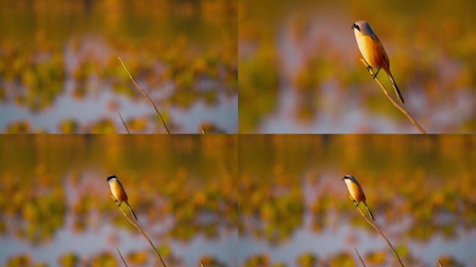 【29元】小鸟排泄飞走—伯劳