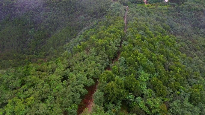 山顶森林防火路