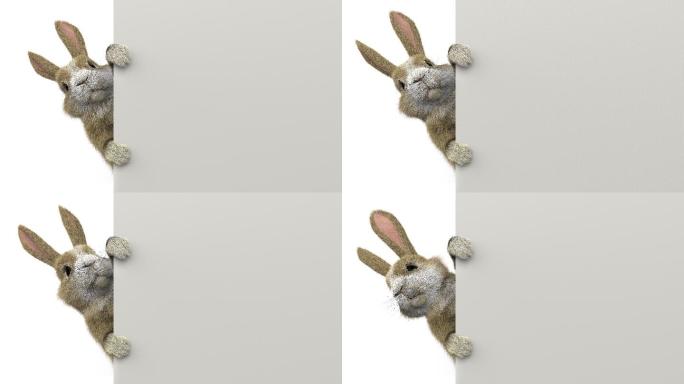 墙后偷看的小兔子兔子动画特效三维3D兔子