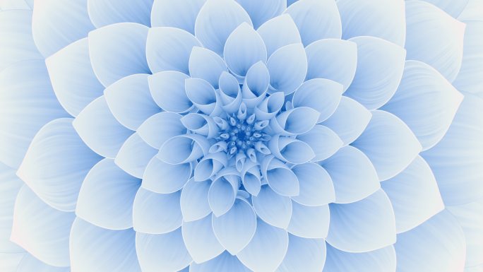 盛开的蓝色花朵。无缝循环。