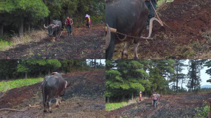 山区农村水牛耕地视频