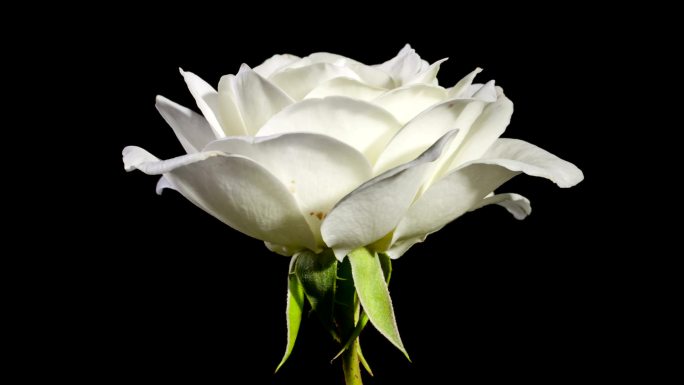 白玫瑰盛开的时间流逝。