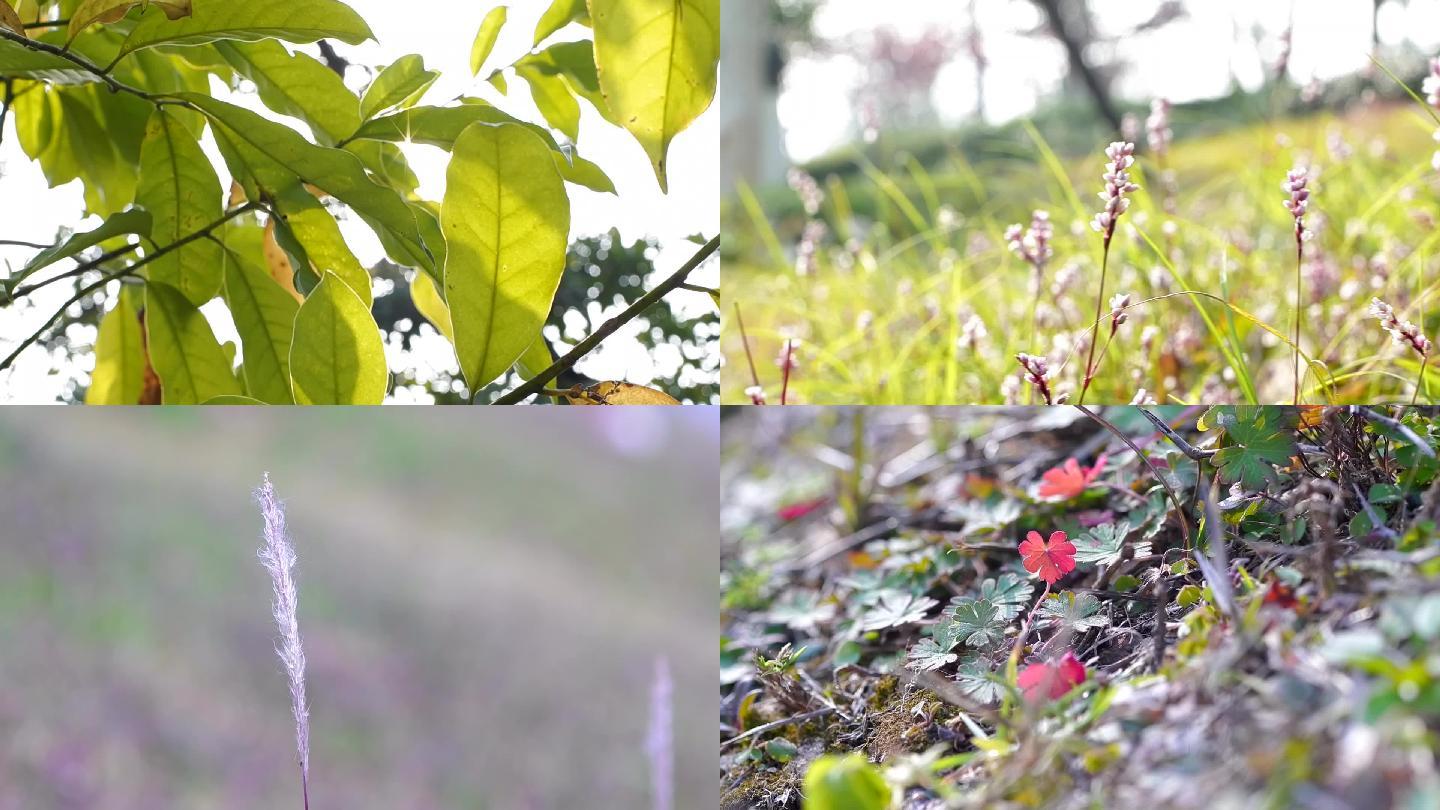 野外植物随拍