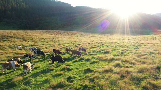 草地上的牛群放牧农业牛羊