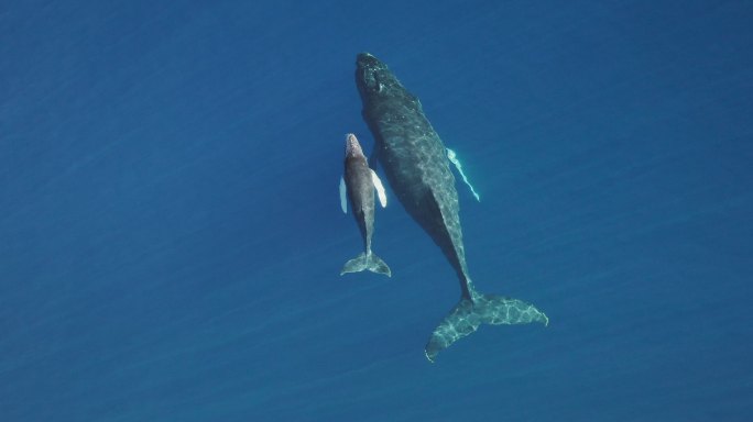 两只鲸鱼在海洋中游泳