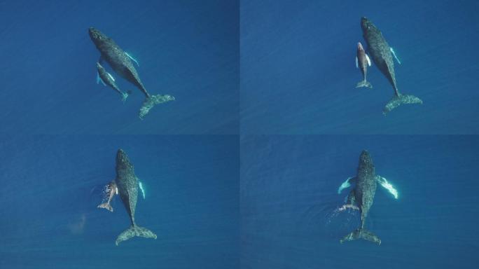 两只鲸鱼在海洋中游泳