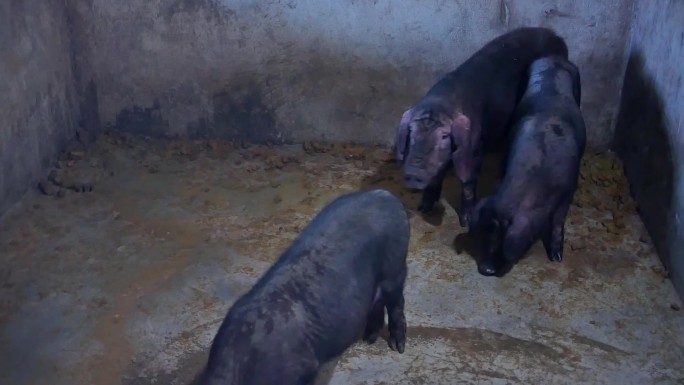 实拍黑猪养殖视频素材
