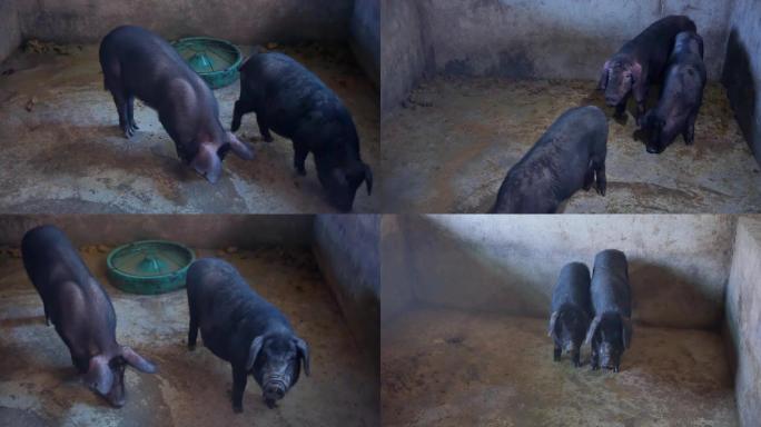 实拍黑猪养殖视频素材