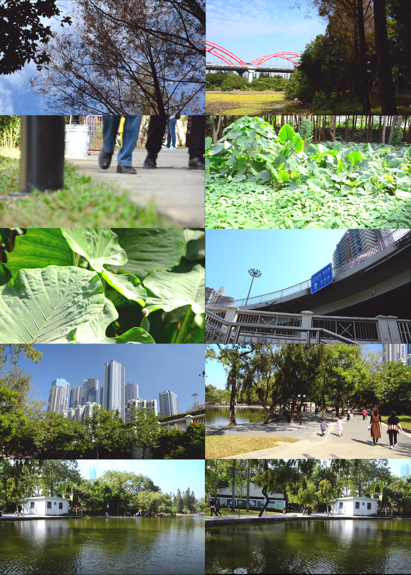洪湖公园绿色风景实拍