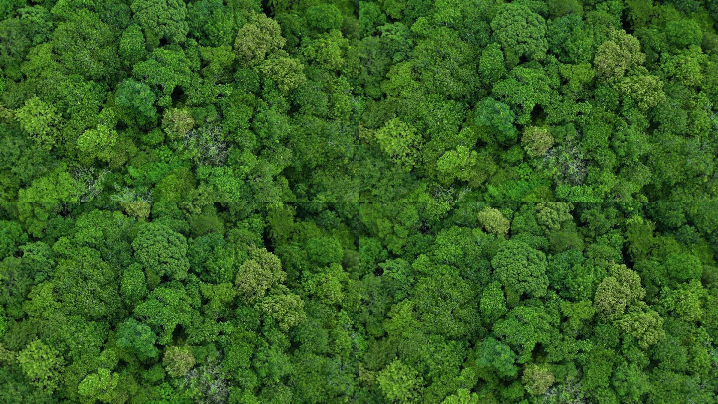 在茂密的雨林上空飞翔