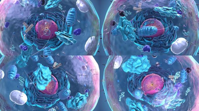 细胞核、细胞器和质膜组成的3d插图