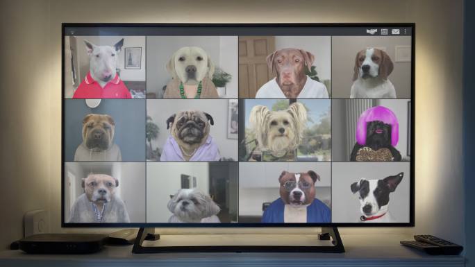 十二只狗在大屏幕上聊天