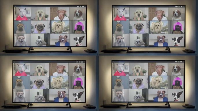 十二只狗在大屏幕上聊天