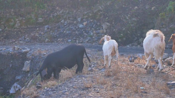 乡村养殖业绿色散养黑猪藏香猪野猪