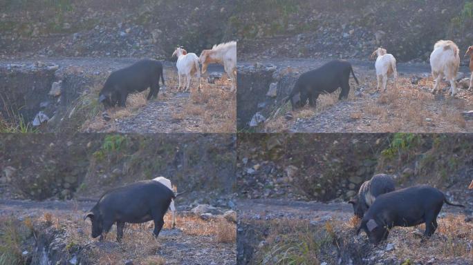 乡村养殖业绿色散养黑猪藏香猪野猪