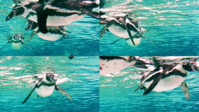 洪堡企鹅企鹅游泳实拍南极生物