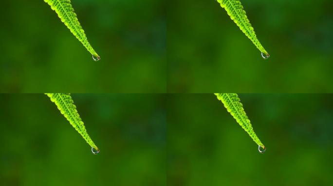 绿叶水滴-自然生态