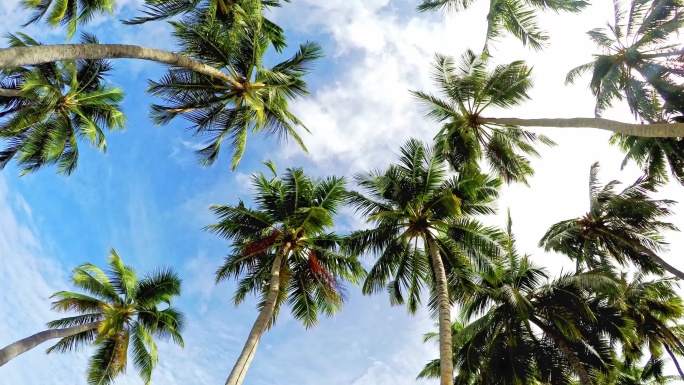 棕榈树和蓝天三亚深圳大梅沙大自然纪录片风
